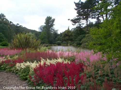 Marwood - view of Astilbe beds 2